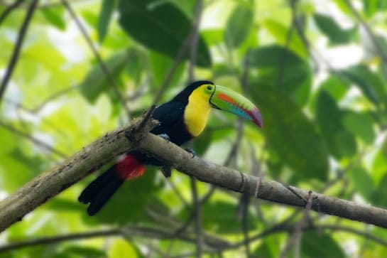  A toucan on a branch