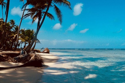 Palm tree on white sand beach